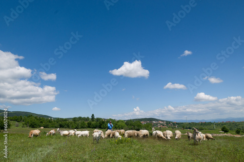 Farm animals © Svetoslav Radkov