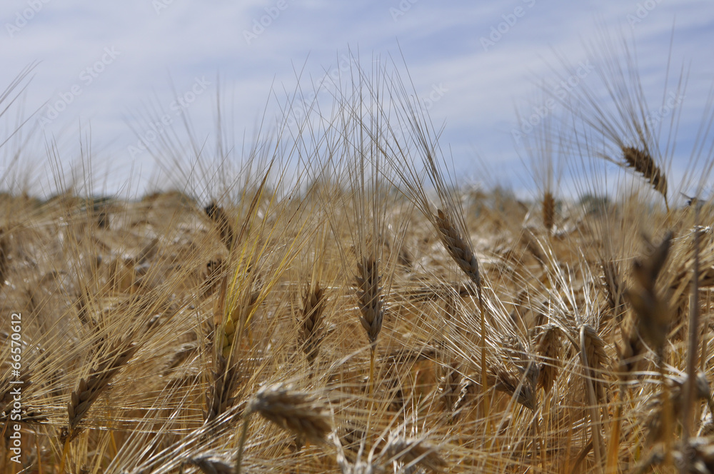Fototapeta premium Field of barley cereals