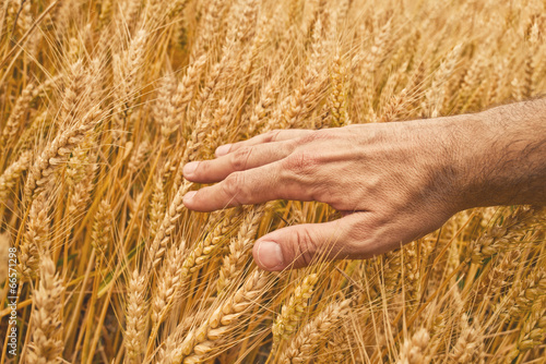 Farmer hand in Wheat field.