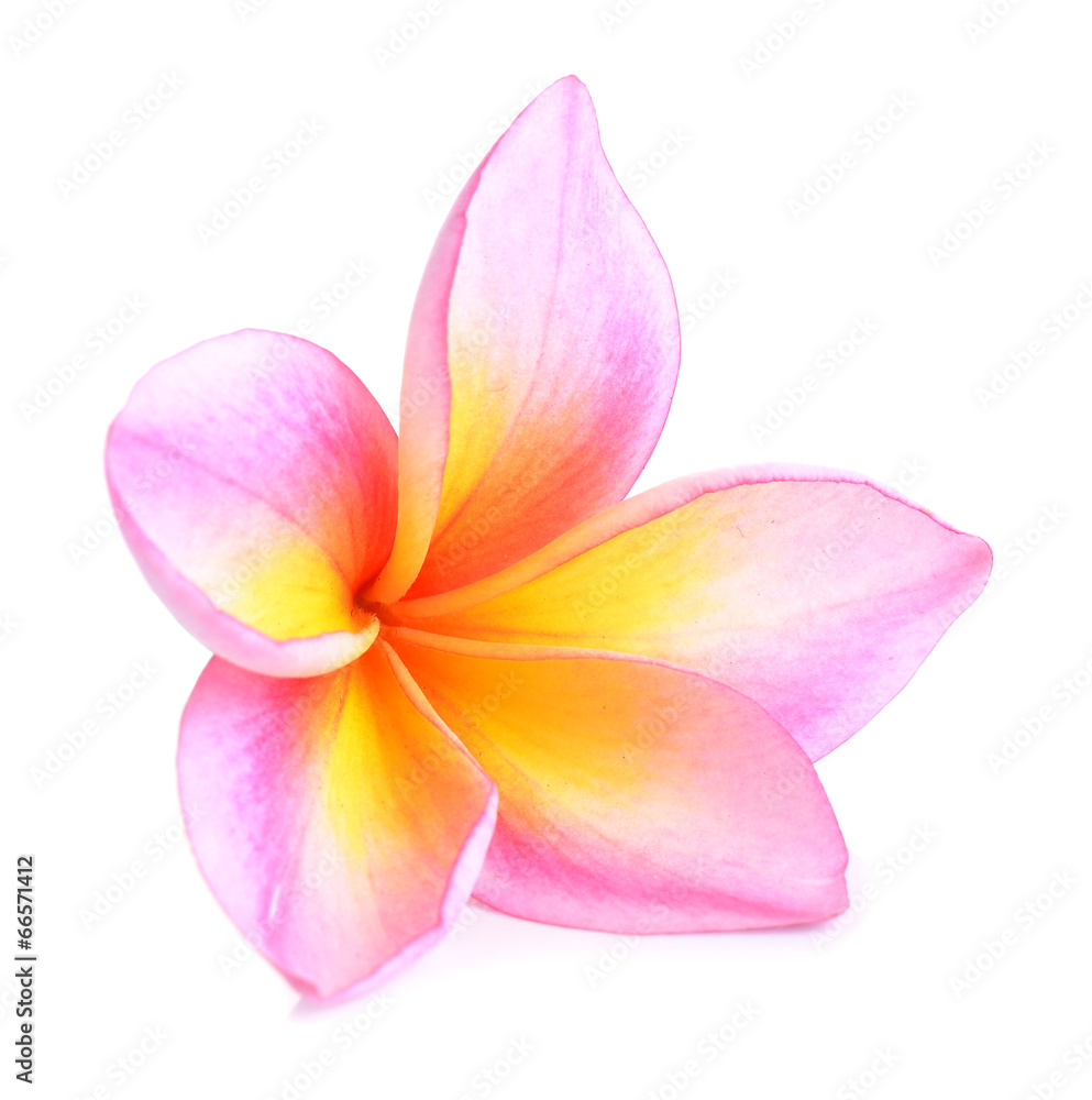 plumeria flower isolated on white background plumeria flower isolated on white background