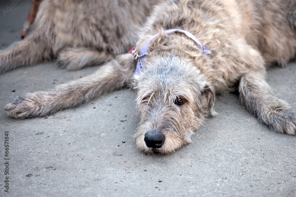 Irish Wolfhound resting
