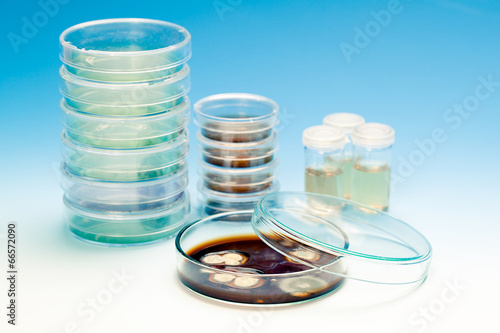 Petri dish with colonies of microorganisms photo