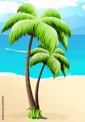 Palm trees on a beach #66572216