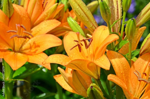 beautiful orange lily flowers with raindrops