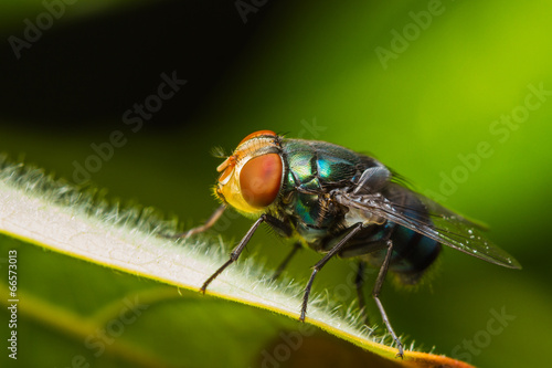 Housefly resting on green leaf