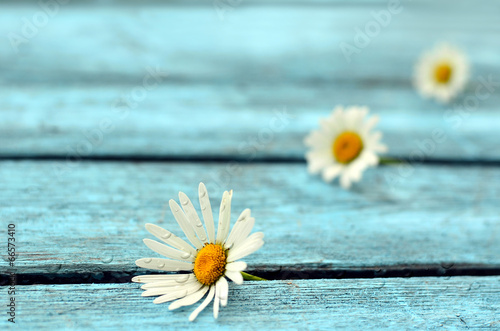 Fototapeta Naklejka Na Ścianę i Meble -  Маргаритки на голубом фоне