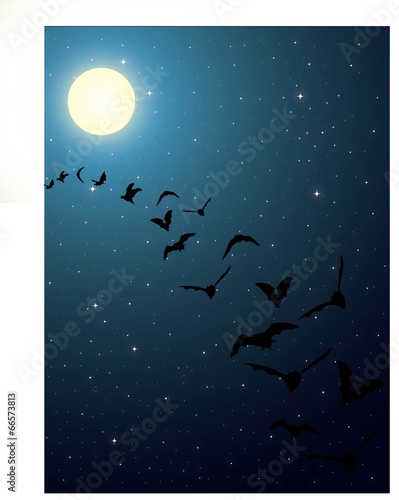 Bats in night sky