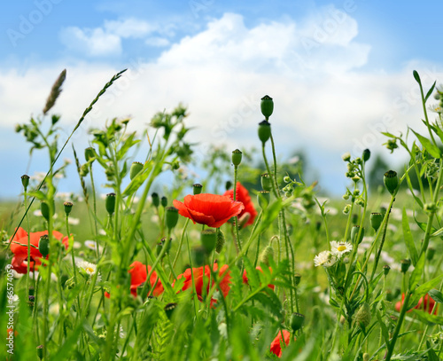 Fototapeta Naklejka Na Ścianę i Meble -  маки