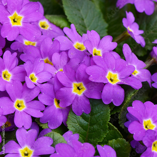 Flower lilac primrose a background