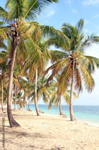 Fototapeta Naklejka Na Ścianę i Meble -  Dominican beach