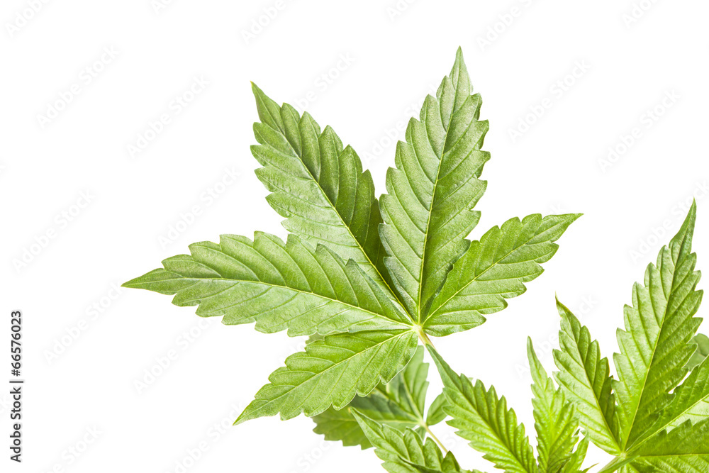 Cannabis sativum Cannabis sativum