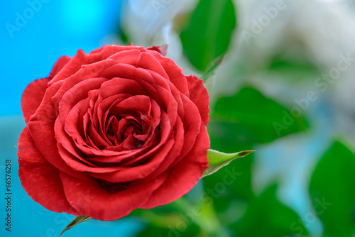 red rose bloom by gift with leaves