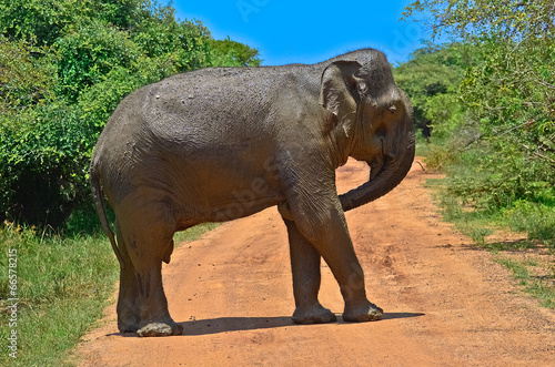 Wild Elephant In Yala National Park photo