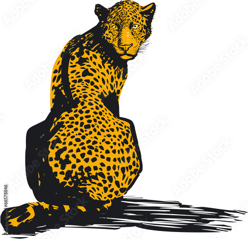 Leopard, vector illustration
