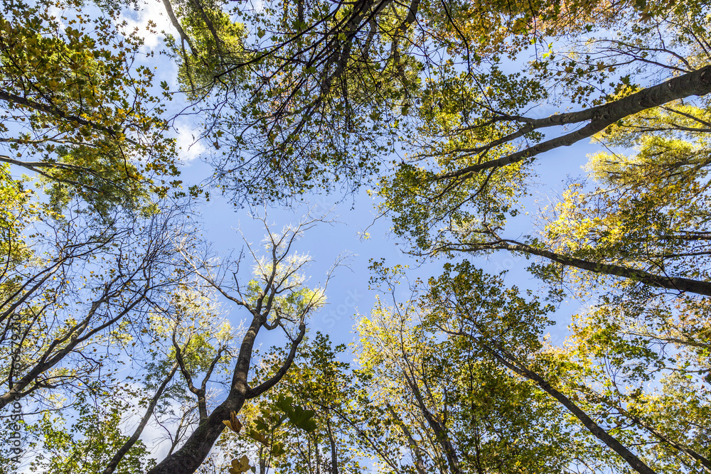 Obraz premium Crown trees and pine against sky