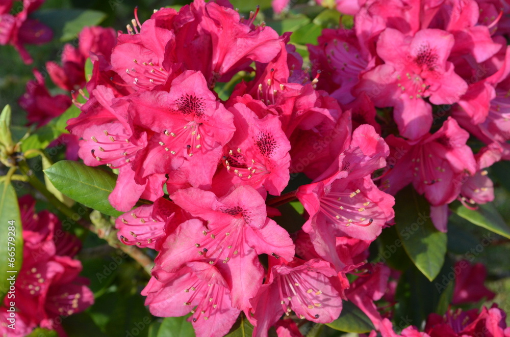 Rhododendron - Blüten