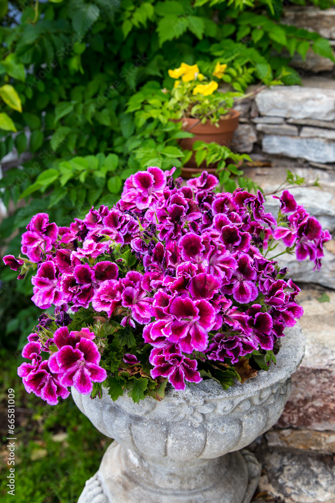 purple flowers from garden