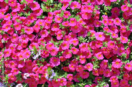 Petunia - Gartenblumen