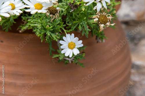 white flowers from garden in pot photo