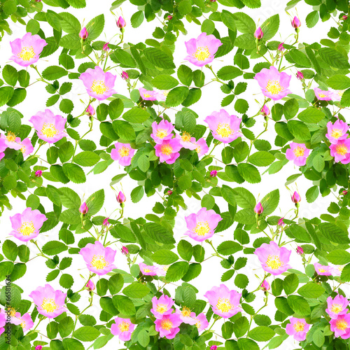 Seamless pattern of dog-roses flowers