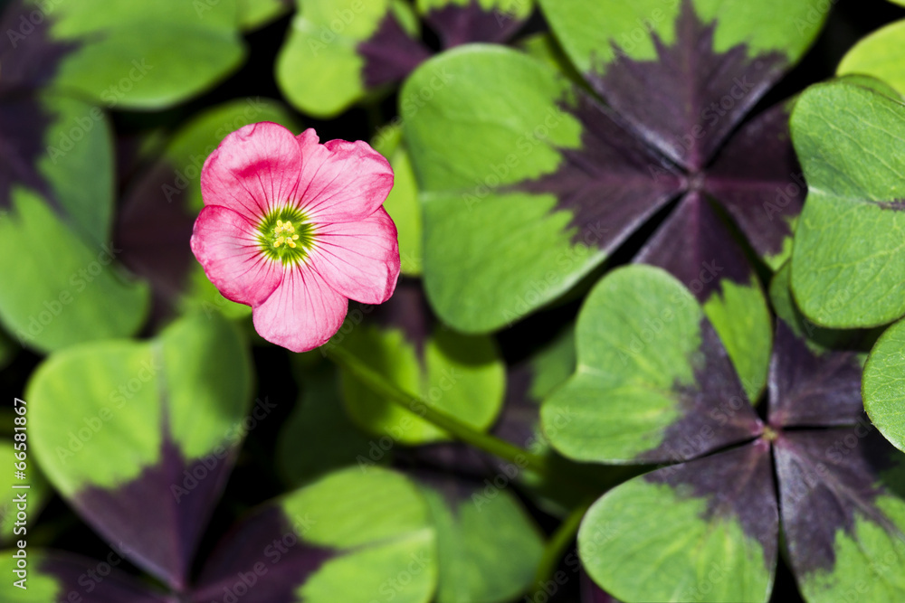 Kleeblüte im vierblättrigen Klee