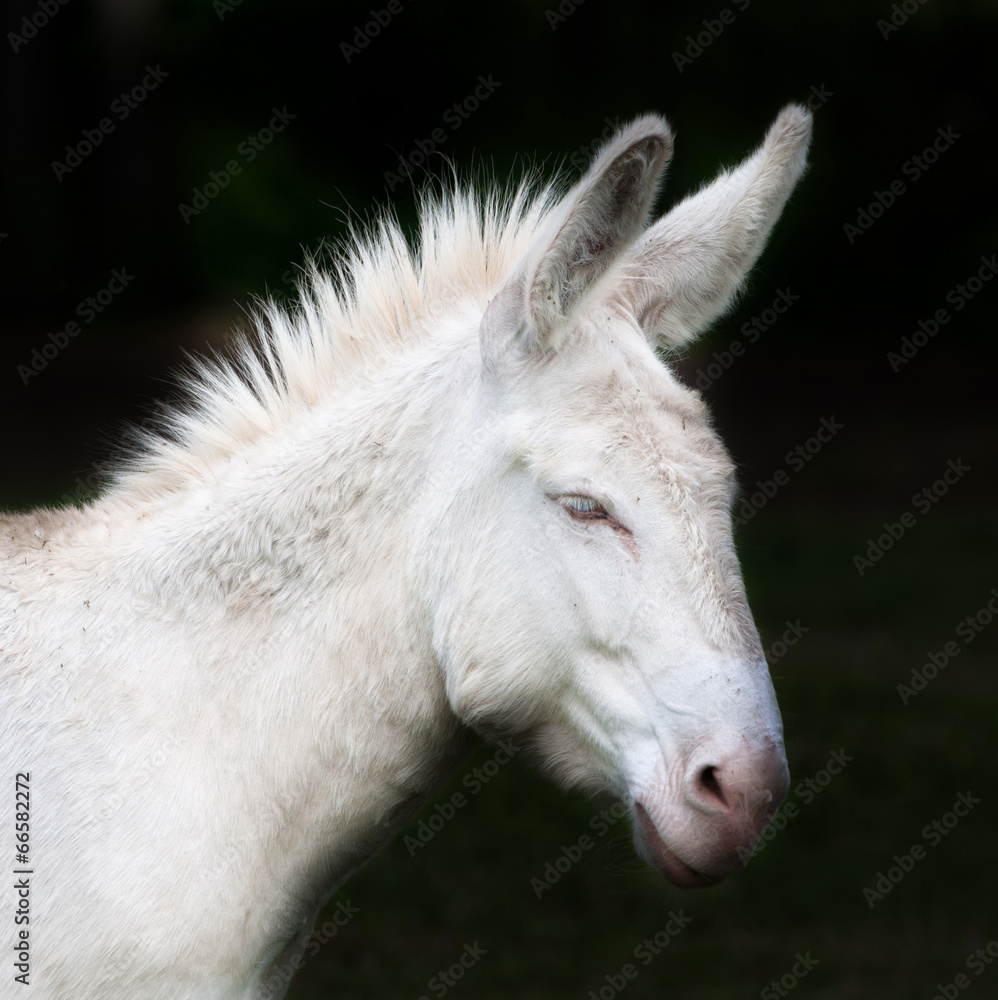 side face portrait of a donkey isolated on black side face portrait of a donkey isolated on black