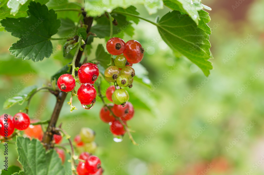 Fototapeta premium Berries of red currant on a branch after a rain