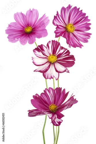 cosmos flower