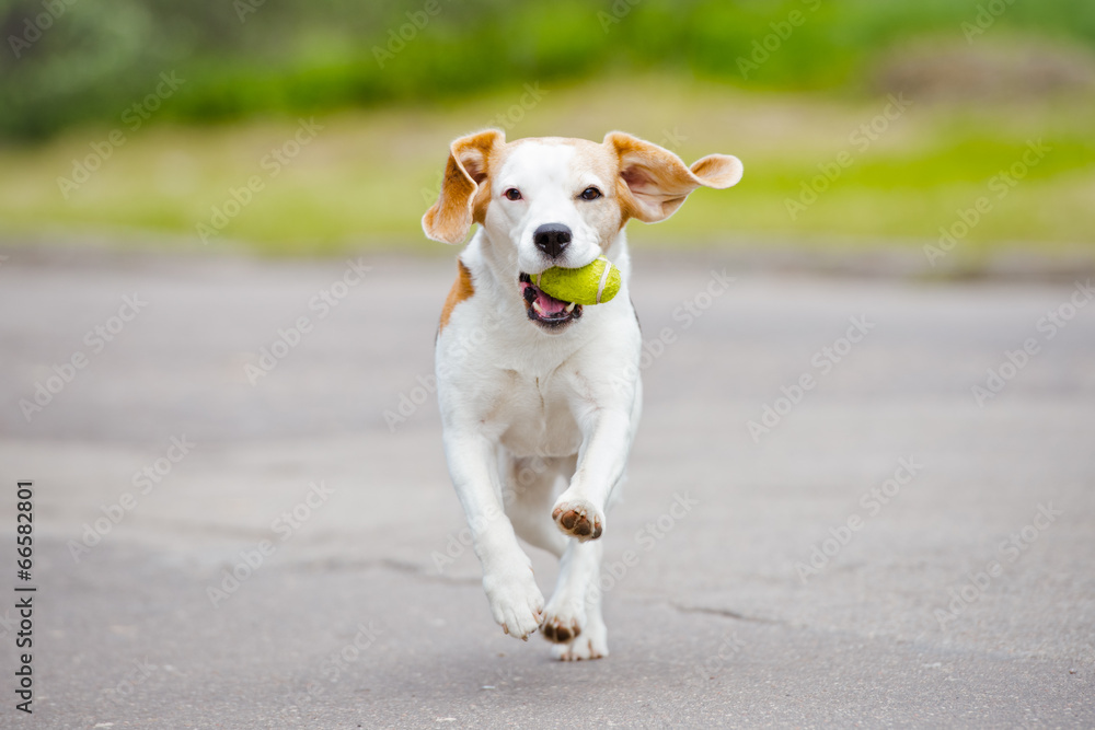 beagle dog running with a ball