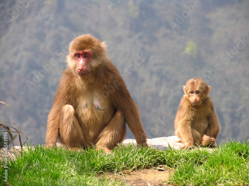 Tibetan macaques (Macaca thibetana) in Emei Mountains, Sichuan