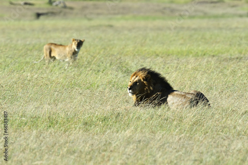 Lions Masai Mara