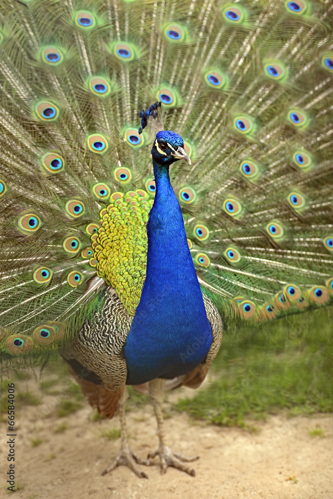 Obraz premium Peacock