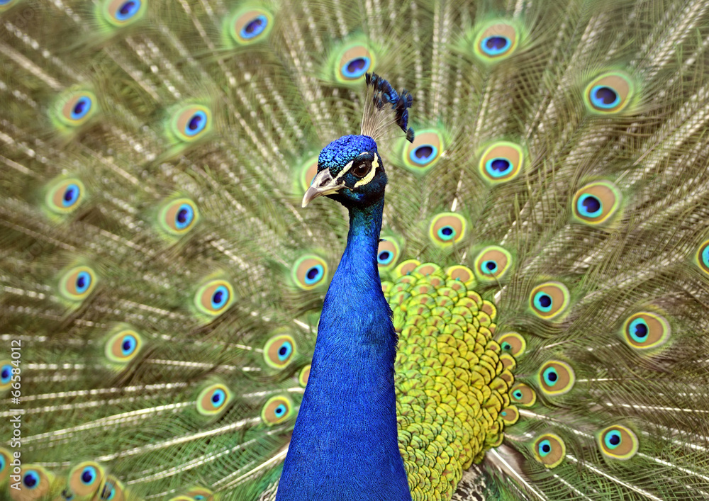 Obraz premium Peacock