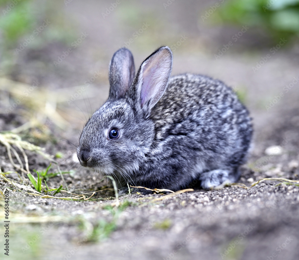 Fototapeta premium Rabbit