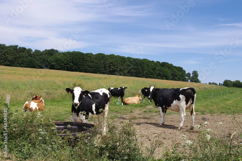 Vaches du Morbihan
