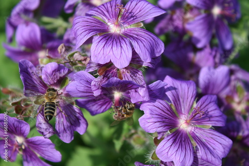 Biene und Glockenblume