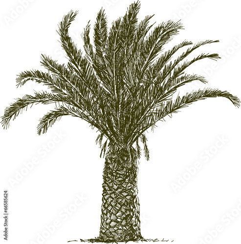 palm tree