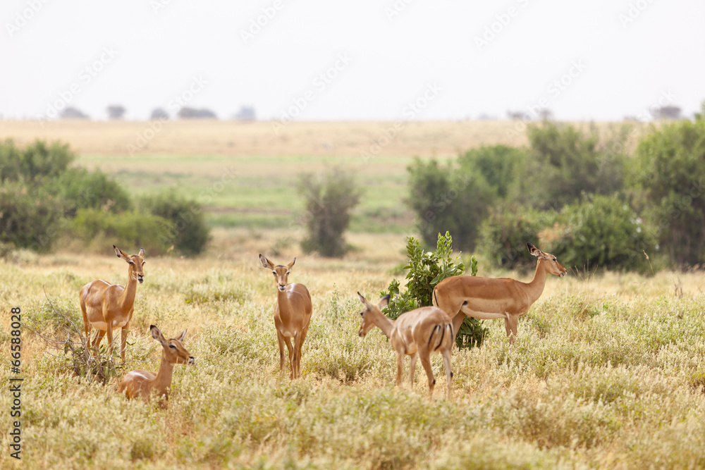 Fototapeta premium Gazelles in Tsavo East, Kenya