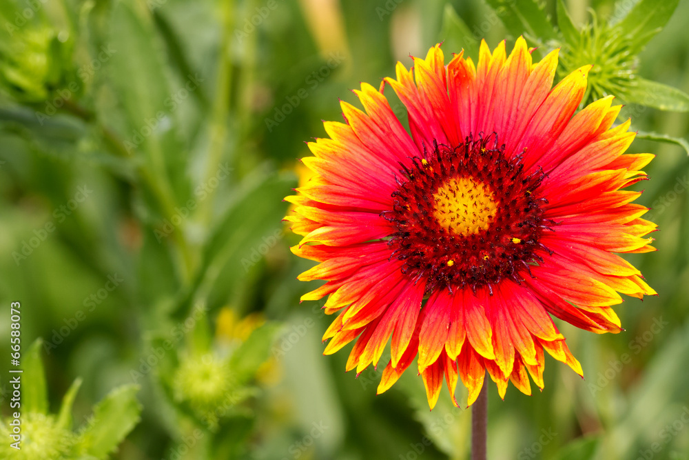 Exotic Flower Macro Exotic Flower Macro