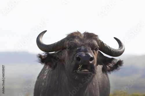 Chewing Cape Buffalo in Kenya