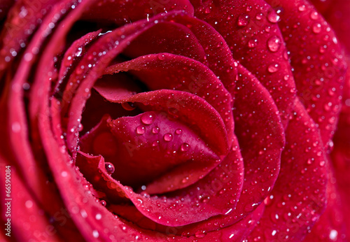 Fototapeta Naklejka Na Ścianę i Meble -  Macro Close up Rose