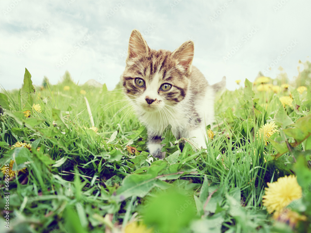 Curious kitten on the grass