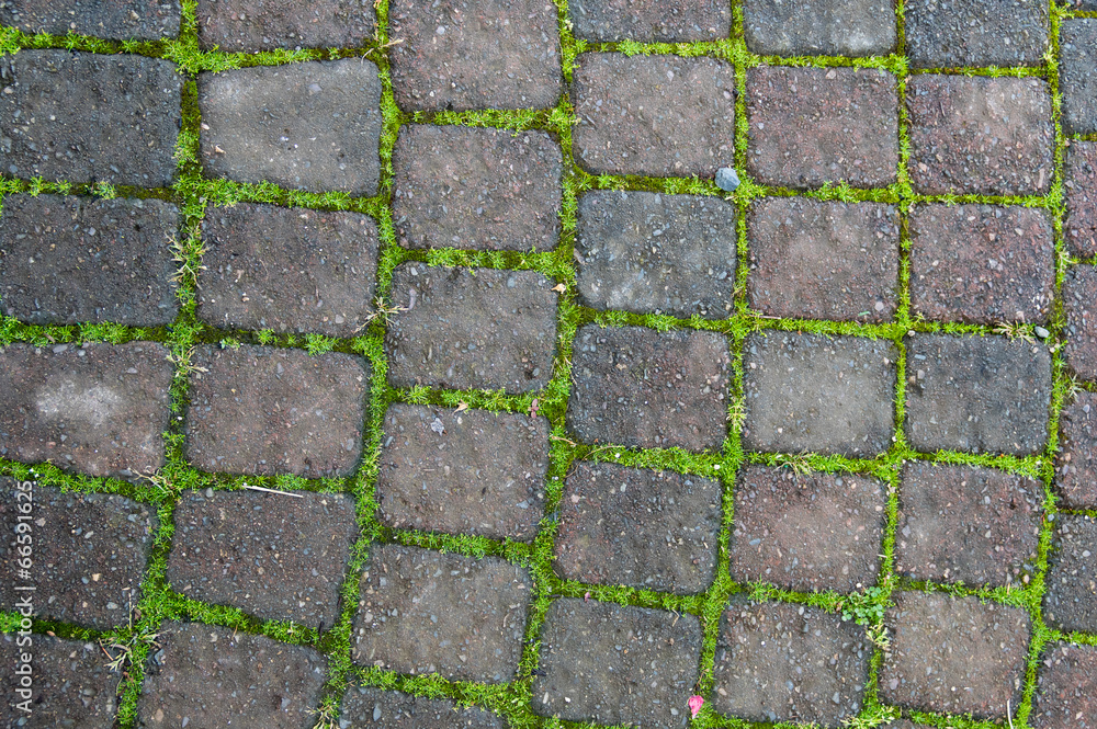 Brick pathway with green moss Brick pathway with green moss