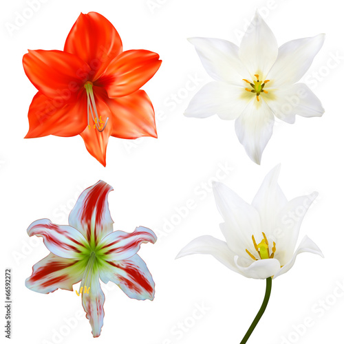 Fototapeta Naklejka Na Ścianę i Meble -  Set of flowers. Photo-realistic Vector illustration. Isolated on