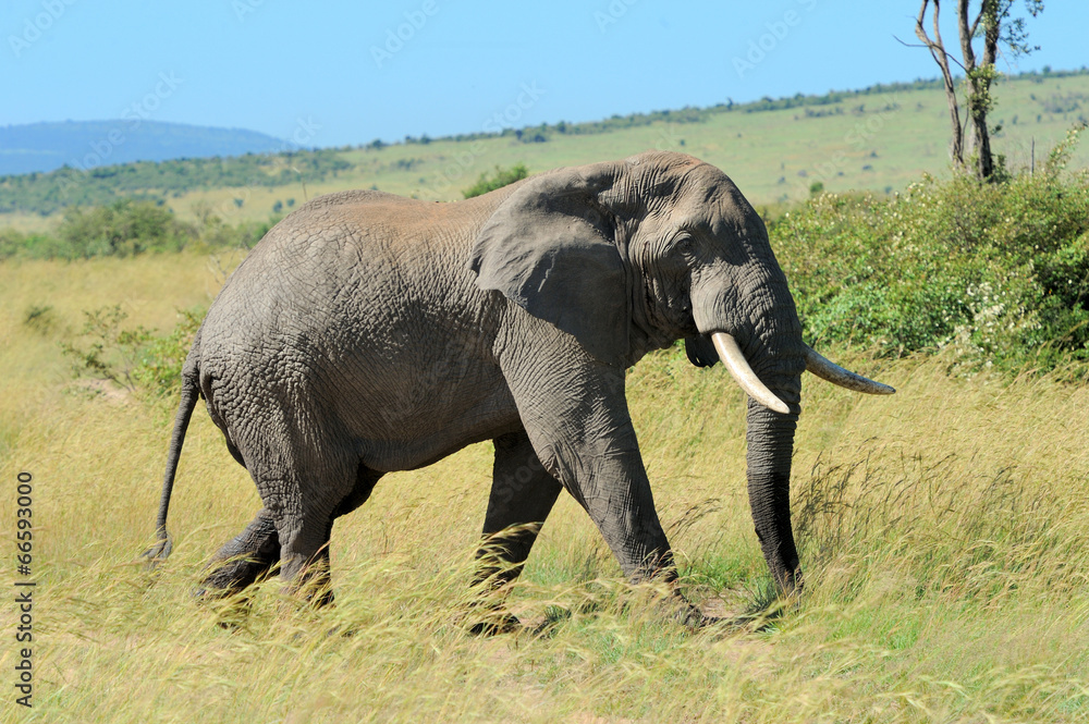 Elephant