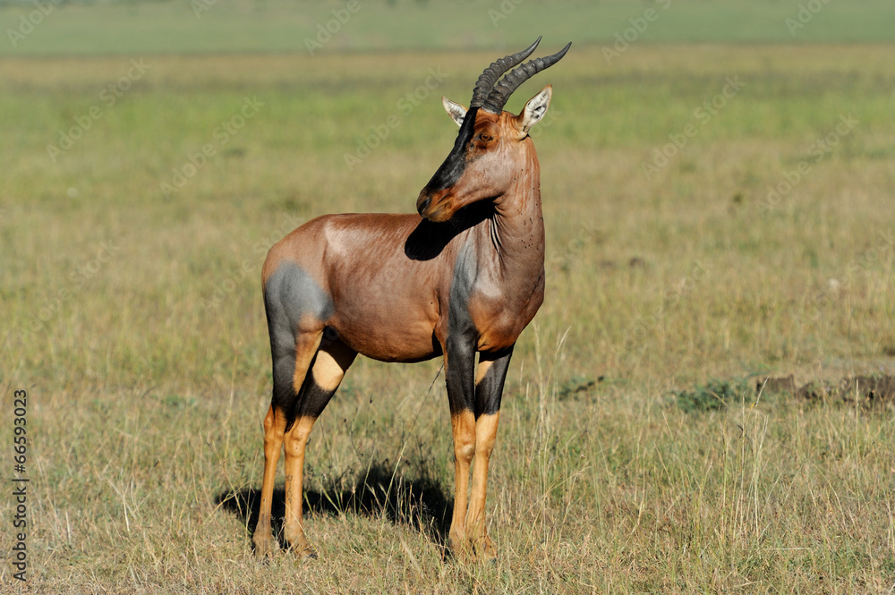 Fototapeta premium Topi Antelope