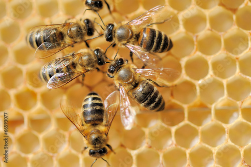 Close up view of the working bees