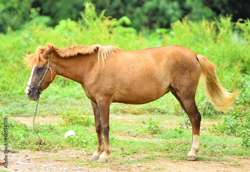 Horse on a summer pasture