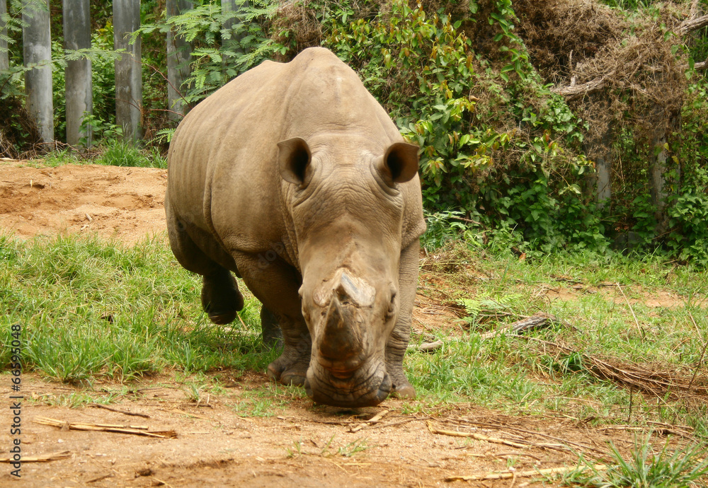 Fototapeta premium White Rhino