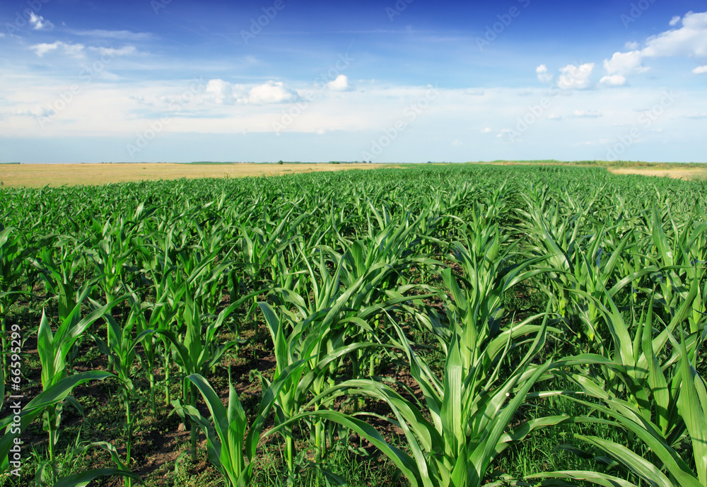 Fototapeta premium Corn Field